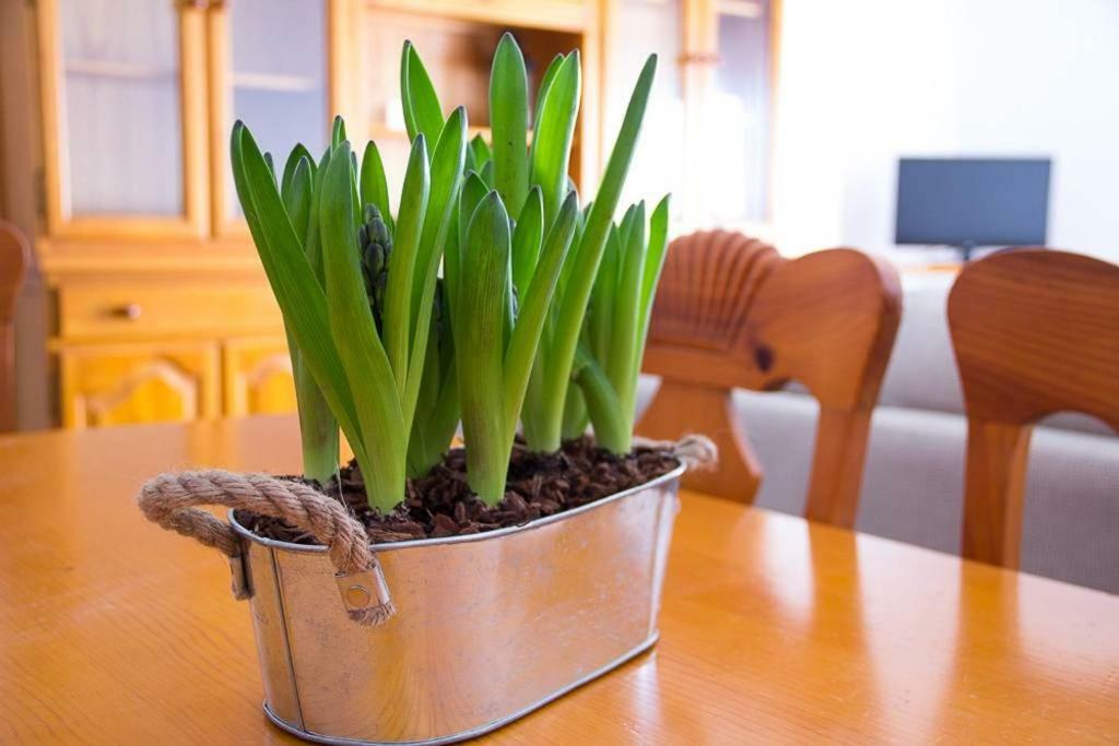 Apartamento Los Narcisos تشيلالا المظهر الخارجي الصورة